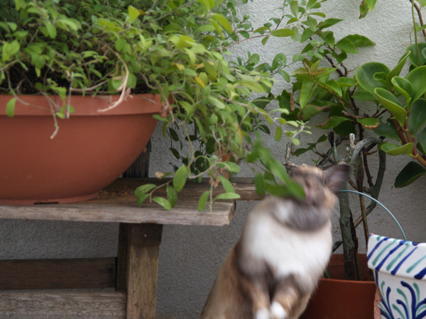 americanblue02_050802