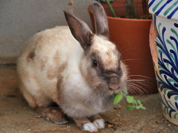 americanblue03_050802