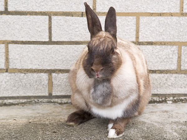 kiriri_2_060312hitone