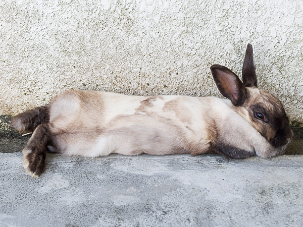 kun_mzo060512_04side