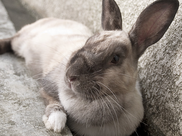 kun_portrait3_nokorobi