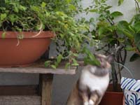 americanblue02_050802