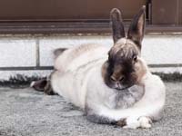 kun04_060421nesoberi