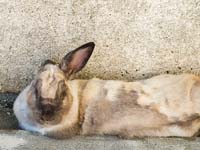 kun051029_01katamimi