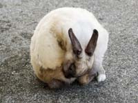 under_table03_circle